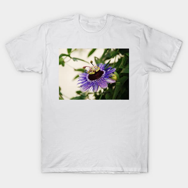 Purple Haze Passiflora T-Shirt by jojobob